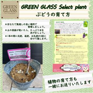 ぶどう苗木 クイーンニーナ 5号 1鉢 ブドウ...の詳細画像3