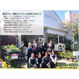 ぶどう苗木 クイーンニーナ 5号 1鉢 ブドウ...の詳細画像4