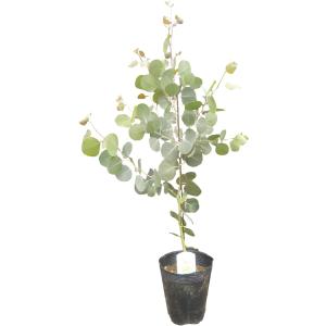 ユーカリ 「ポポラス」5.5号ポット1個  リラクゼーション リフレッシュ ハーブ ガーデニング 寄せ植え 鉢花 鉢植え 贈り物