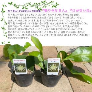 月下美人 3号苗 2個セット 孔雀サボテン b...の詳細画像2