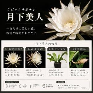月下美人 3号苗 2個セット 孔雀サボテン b...の詳細画像1