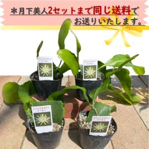 月下美人 3号苗 2個セット 孔雀サボテン b...の詳細画像5