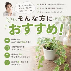 観葉植物 ヘデラ アイビー おまかせ MIX ...の詳細画像2