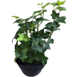 観葉植物 ヘデラ アイビー おまかせ MIX ...の詳細画像4