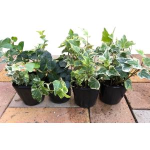 観葉植物 ヘデラ アイビー おまかせ MIX ...の詳細画像1