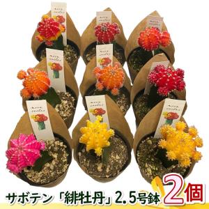 サボテン 緋牡丹 2.5号 おまかせMIX 2個...の商品画像
