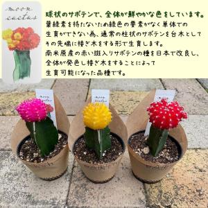 サボテン 緋牡丹 2.5号 おまかせMIX 2...の詳細画像1
