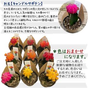 サボテン 緋牡丹 2.5号 おまかせMIX 2...の詳細画像2