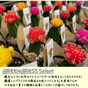 サボテン 緋牡丹 2.5号 おまかせMIX 2...の詳細画像3