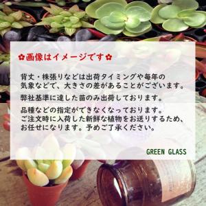 サボテン 緋牡丹 2.5号 おまかせMIX 2...の詳細画像4