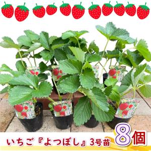 いちご苗 とちおとめ 6株 / 家庭菜園 イチゴ苗 苺苗 イチゴの苗 いちご