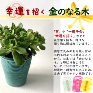 金のなる木 5号鉢カバーつき 1個 花月 ja...の詳細画像2