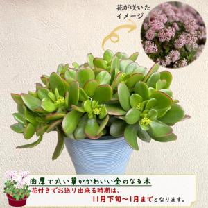 金のなる木 5号鉢カバーつき 1個 花月 ja...の詳細画像3