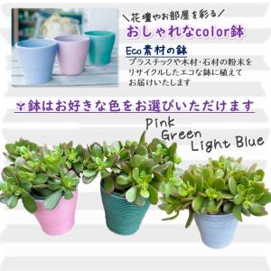 金のなる木 5号鉢カバーつき 1個 花月 ja...の詳細画像4