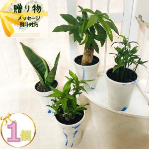 バンブー竹 Amazon｜【ブルーミングスケープ】土を使わない観葉植物 開運竹