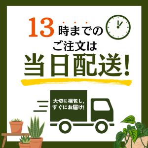 爽やかな香り ローズマリー苗 品種おまかせ 4...の詳細画像5