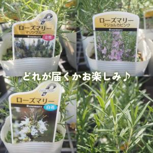 爽やかな香り ローズマリー苗 品種おまかせ 4...の詳細画像3