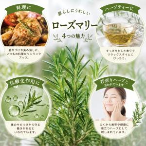 爽やかな香り ローズマリー苗 品種おまかせ 4...の詳細画像2
