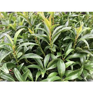 【植木】しきみ 1本 しきび 国産 樹高約50...の詳細画像2