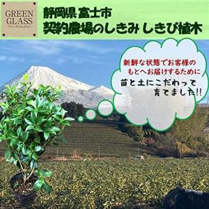 【植木】しきみ 1本 しきび 国産 樹高約50...の詳細画像3