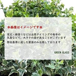 【植木】しきみ 1本 しきび 国産 樹高約50...の詳細画像4