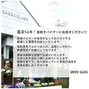 【植木】しきみ 1本 しきび 国産 樹高約50...の詳細画像5