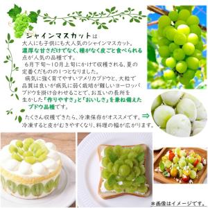 シャインマスカット 苗木 5号(Φ15cm)1...の詳細画像1