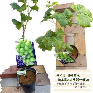 シャインマスカット 苗木 5号(Φ15cm)1...の詳細画像2
