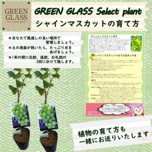 シャインマスカット 苗木 5号(Φ15cm)1...の詳細画像3