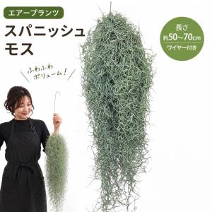 スパニッシュモス 約60cm 大きめ チランジア エアープランツ 吊り下げ ハンギング 育てやすい 室内 インテリア 観葉植物