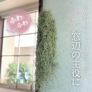 スパニッシュモス 約60cm 大きめ チランジ...の詳細画像1