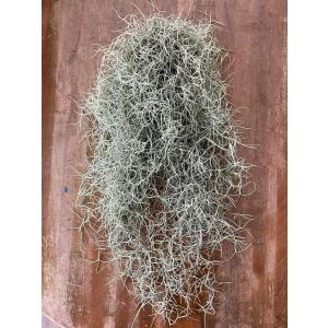 スパニッシュモス 約60cm 大きめ チランジ...の詳細画像4