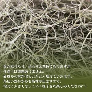 スパニッシュモス 約60cm 大きめ チランジ...の詳細画像3
