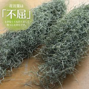 スパニッシュモス 約60cm 大きめ チランジ...の詳細画像2
