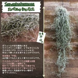 エアプランツ スパニッシュモス 2束 Till...の詳細画像1