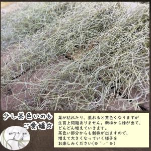 エアプランツ スパニッシュモス 2束 Till...の詳細画像2