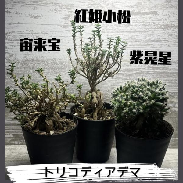 トリコディアデマ 宙来宝 紫晃星 紅姫小松 1個 塊根 メセン 多肉 盆栽 黒鉢付き ステラツム デ...