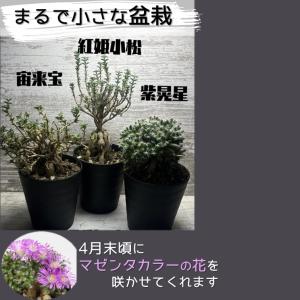 トリコディアデマ 宙来宝 紫晃星 紅姫小松 1...の詳細画像1