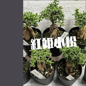 トリコディアデマ 宙来宝 紫晃星 紅姫小松 1...の詳細画像4