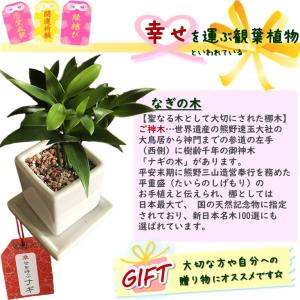 観葉植物 なぎの木 白角 陶器鉢 1個 梛の木...の詳細画像1