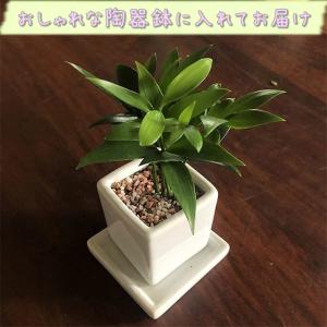 観葉植物 なぎの木 白角 陶器鉢 1個 梛の木...の詳細画像2
