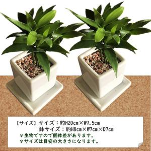 観葉植物 なぎの木 白角 陶器鉢 1個 梛の木...の詳細画像3