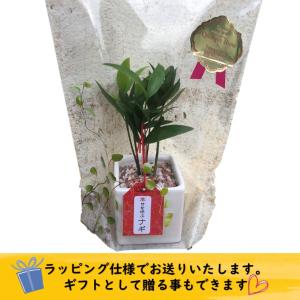 観葉植物 なぎの木 白角 陶器鉢 1個 梛の木...の詳細画像4