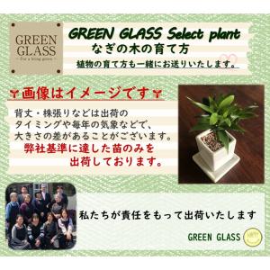 観葉植物 なぎの木 白角 陶器鉢 1個 梛の木...の詳細画像5