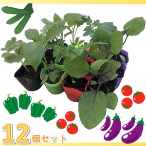 野菜 苗 セット 4種MIX 12個セット ナス きゅうり ミニトマト ピーマン 3号ポット(Φ9cm) 安全 安心 育てやすい 果菜｜greenglass