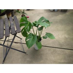 観葉植物：ドラセナ ゴールディアナ*ゴルディアーナ 5号 プラポット