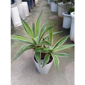 アガベ お買い得 誕生日 風水 観葉植物 ギフト 鉢植 インテリア 雑貨 癒し グリーン｜greenhopedays