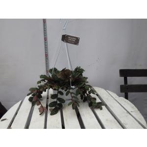 フィカス アフリカン プリンス 5号鉢 お買い得 超人気誕生日 風水 観葉