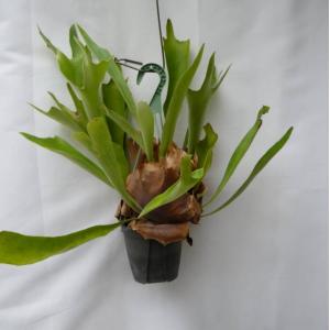 コウモリラン（ビカクシダ）5号 吊り鉢 お買い得 誕生日 風水 観葉植物 ギフト 鉢植 インテリア 雑貨 癒し グリーン