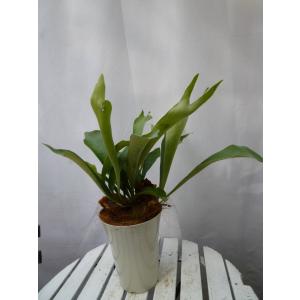 ワンダエ ドワーフ アンド カーリング 3 P.wandae 'Dwarf & Curling